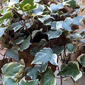 Photo of the plant species Canarian Ivy by @WiredBlinks4 named Kobe on Greg, the plant care app