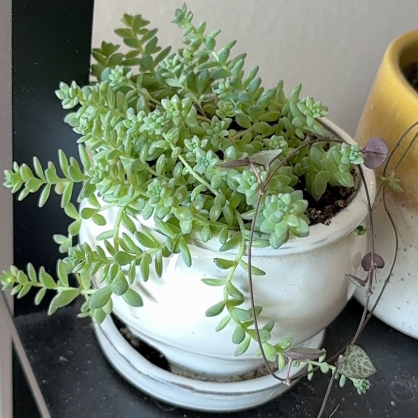 Photo of the plant species Stringy Stonecrop by @ConstantWorm41 named Ellie on Greg, the plant care app