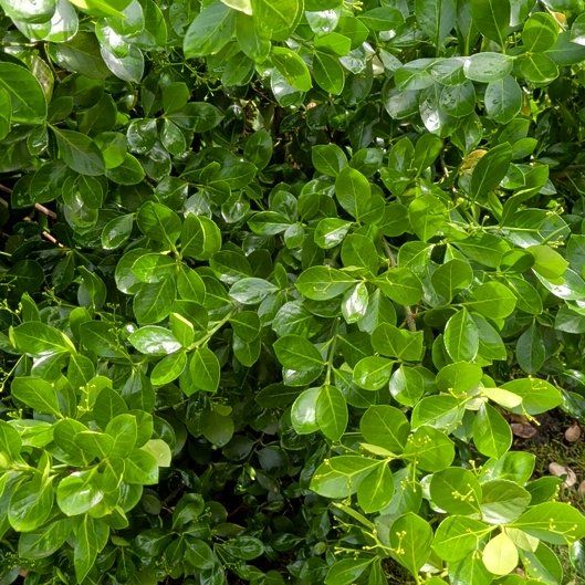 Photo of the plant species Japanese Spindle by @NewBagpod45 named Zeus on Greg, the plant care app