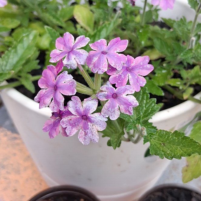 Photo of the plant species Slender Vervain by @YesOrchid3 named Hemingway on Greg, the plant care app