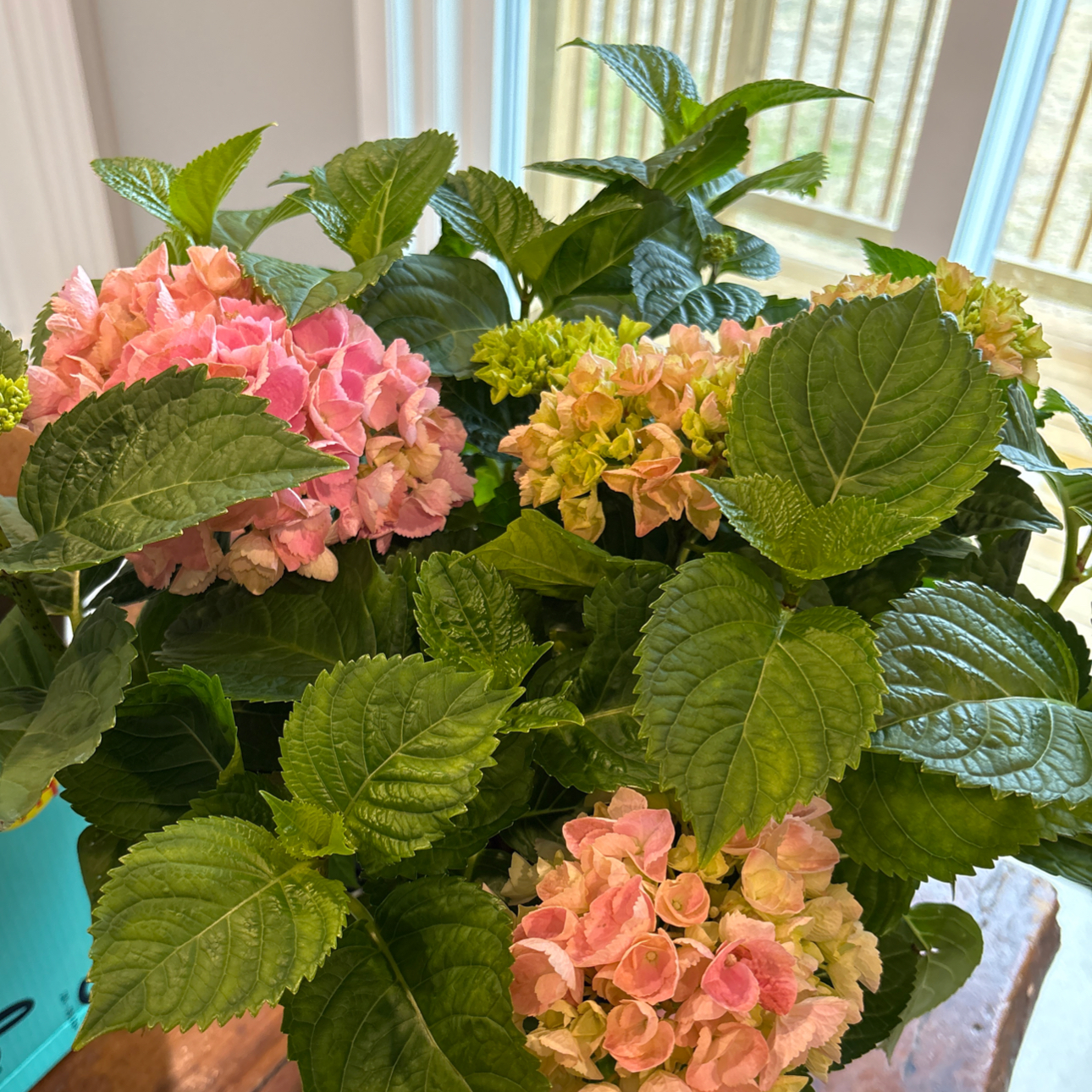 Photo of the plant species Hydrangea 'Hi River' by @SupermanAlmond named Lola on Greg, the plant care app