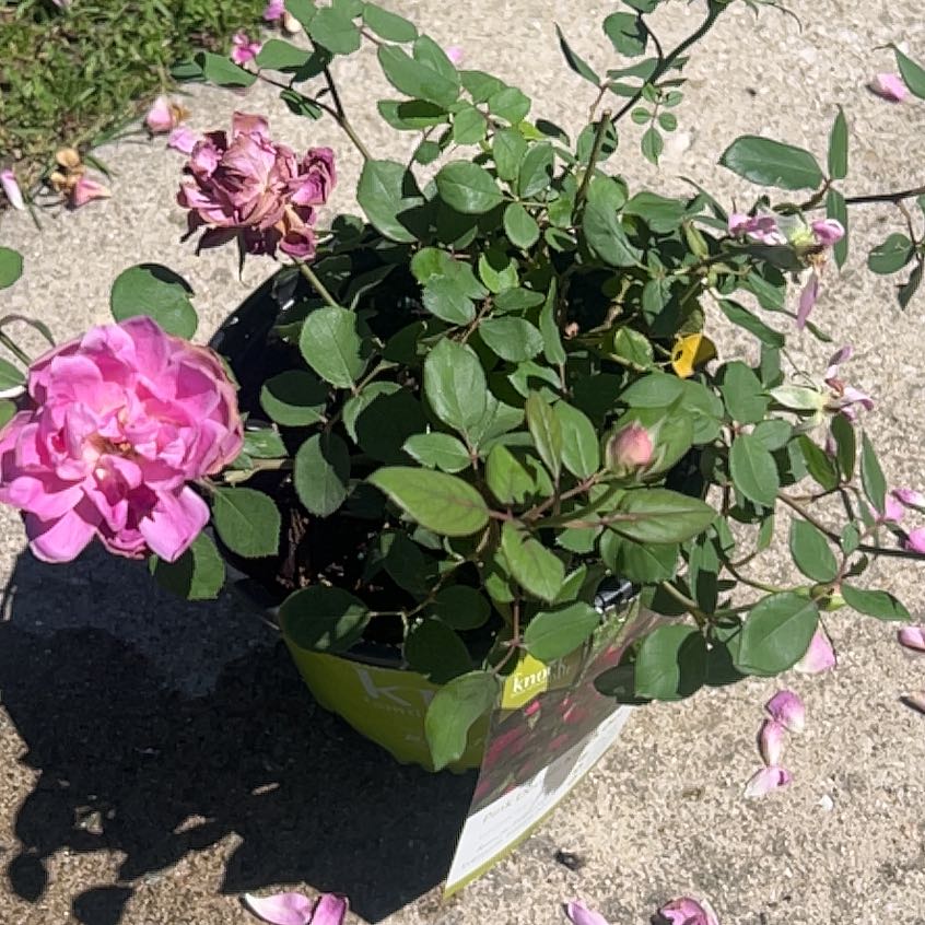Photo of the plant species Pink Double Knock Out Rose by @QuaintCatpalm26 named da Vinci on Greg, the plant care app