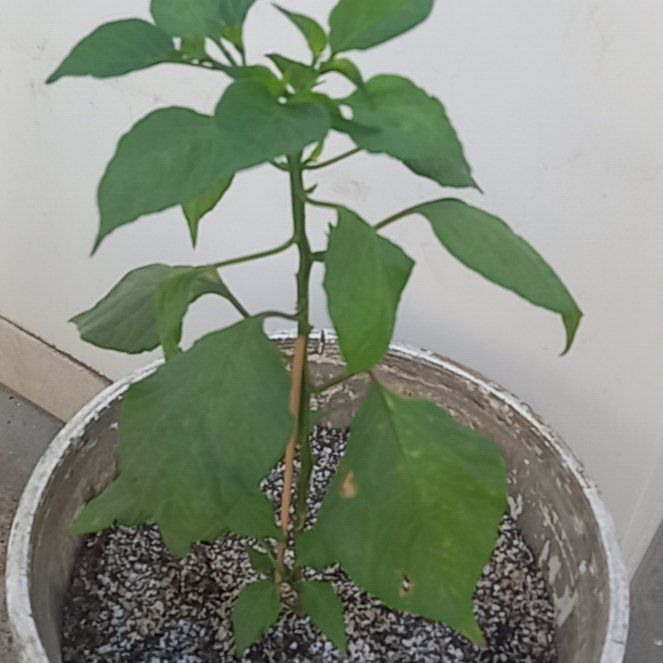 Photo of the plant species Aji Pepper by @BrawnyLippia60 named Ají amarillo on Greg, the plant care app