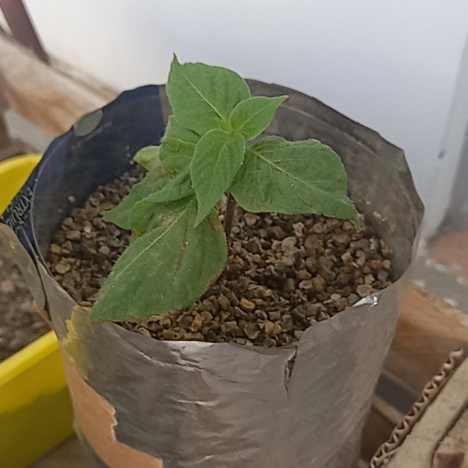 Photo of the plant species Manzano Red Chilli by @BrawnyLippia60 named Fernie Saunders on Greg, the plant care app