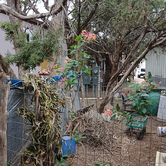 Photo of the plant species Coral Honeysuckle by @GoodyPlanera25 named Humming on Greg, the plant care app