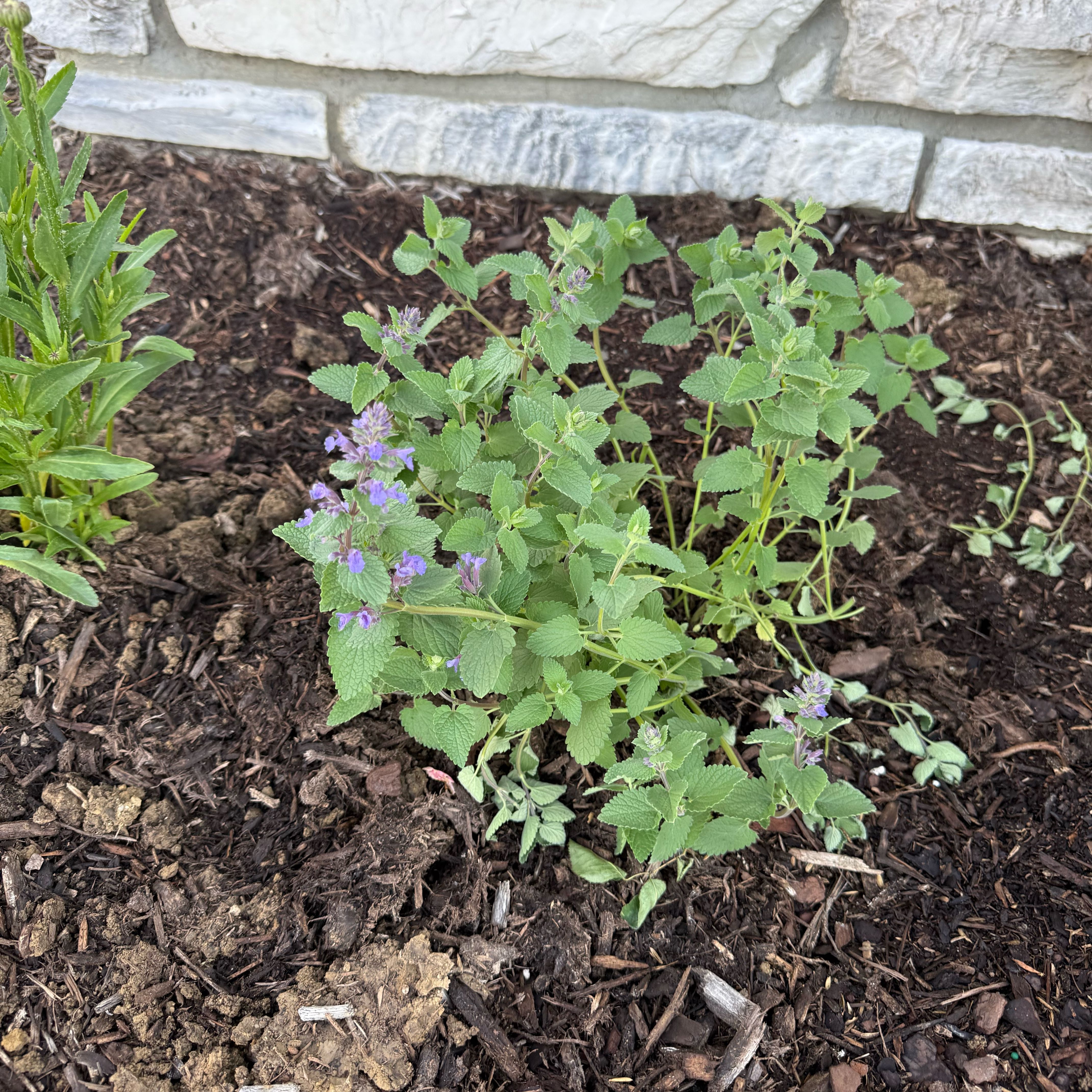 Photo of the plant species Catmint by @RoundGrass24 named Harmony on Greg, the plant care app