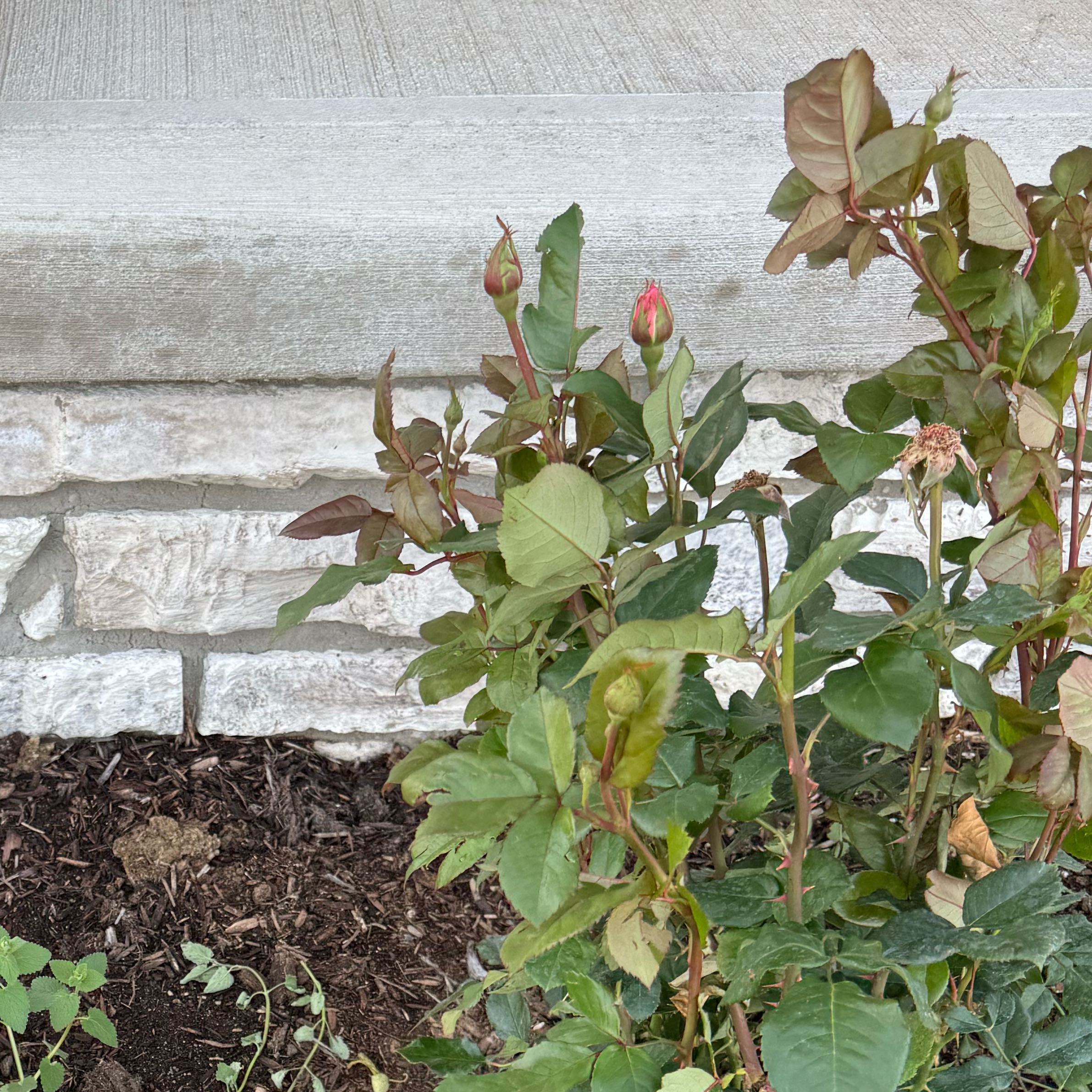 Photo of the plant species Grandiflora Rose by @RoundGrass24 named Hamilton on Greg, the plant care app