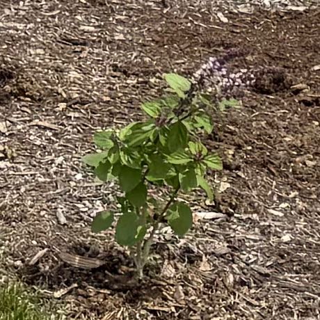 Photo of the plant species African Blue Basil by @RoundGrass24 named Scarlett on Greg, the plant care app