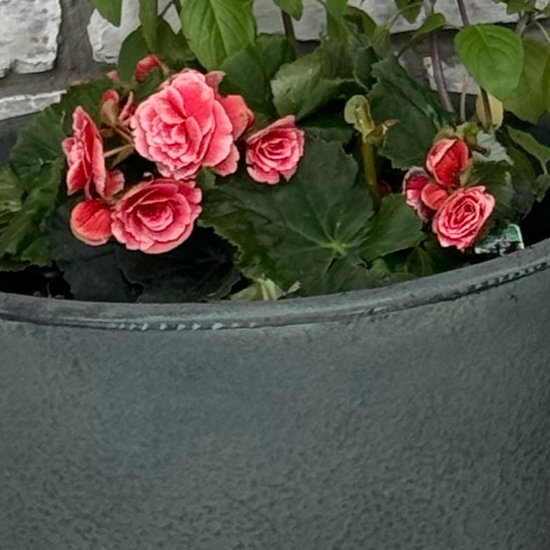 Photo of the plant species Begonia 'Rhine Borias' by @RoundGrass24 named Bieber on Greg, the plant care app