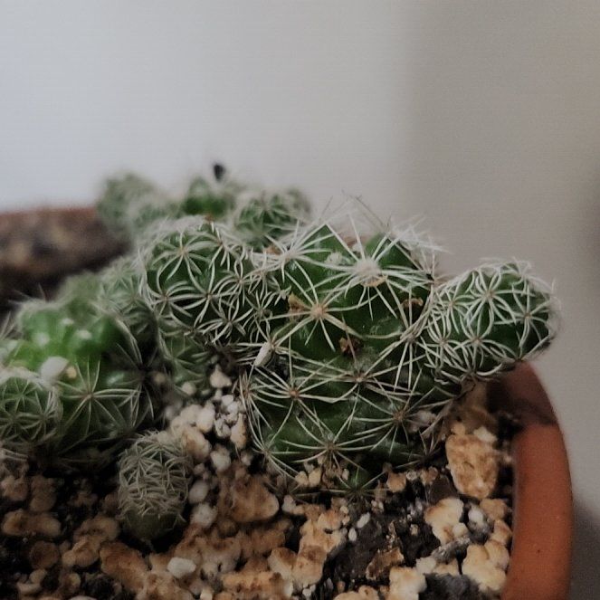 Photo of the plant species Thimble Cactus by @GemLettuce49 named Remington on Greg, the plant care app