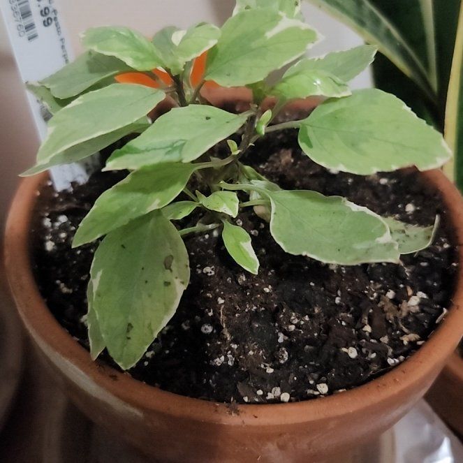 Photo of the plant species Pesto Perpetuo Basil by @GemLettuce49 named Figyonce on Greg, the plant care app