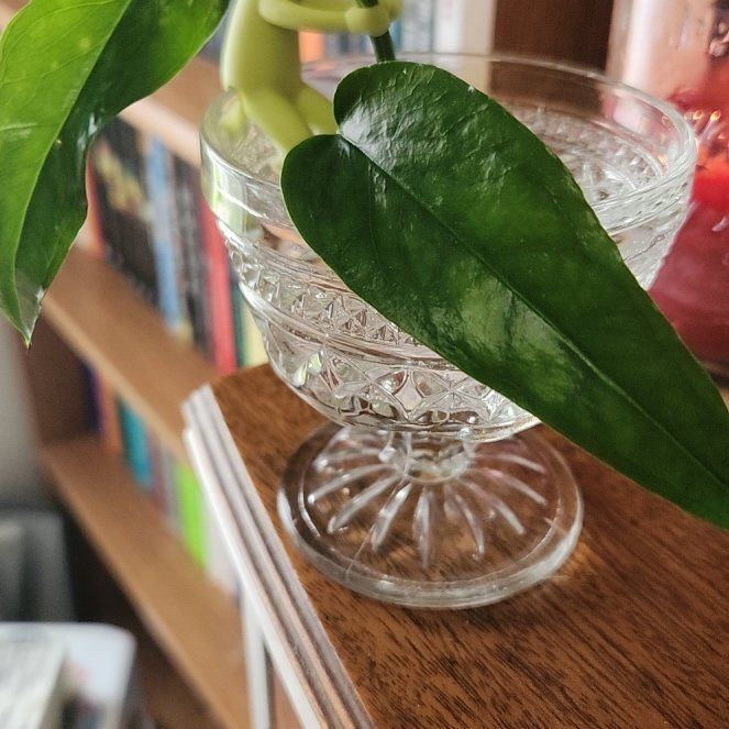 Photo of the plant species Skeleton Key Pothos by @GemLettuce49 named Pax on Greg, the plant care app