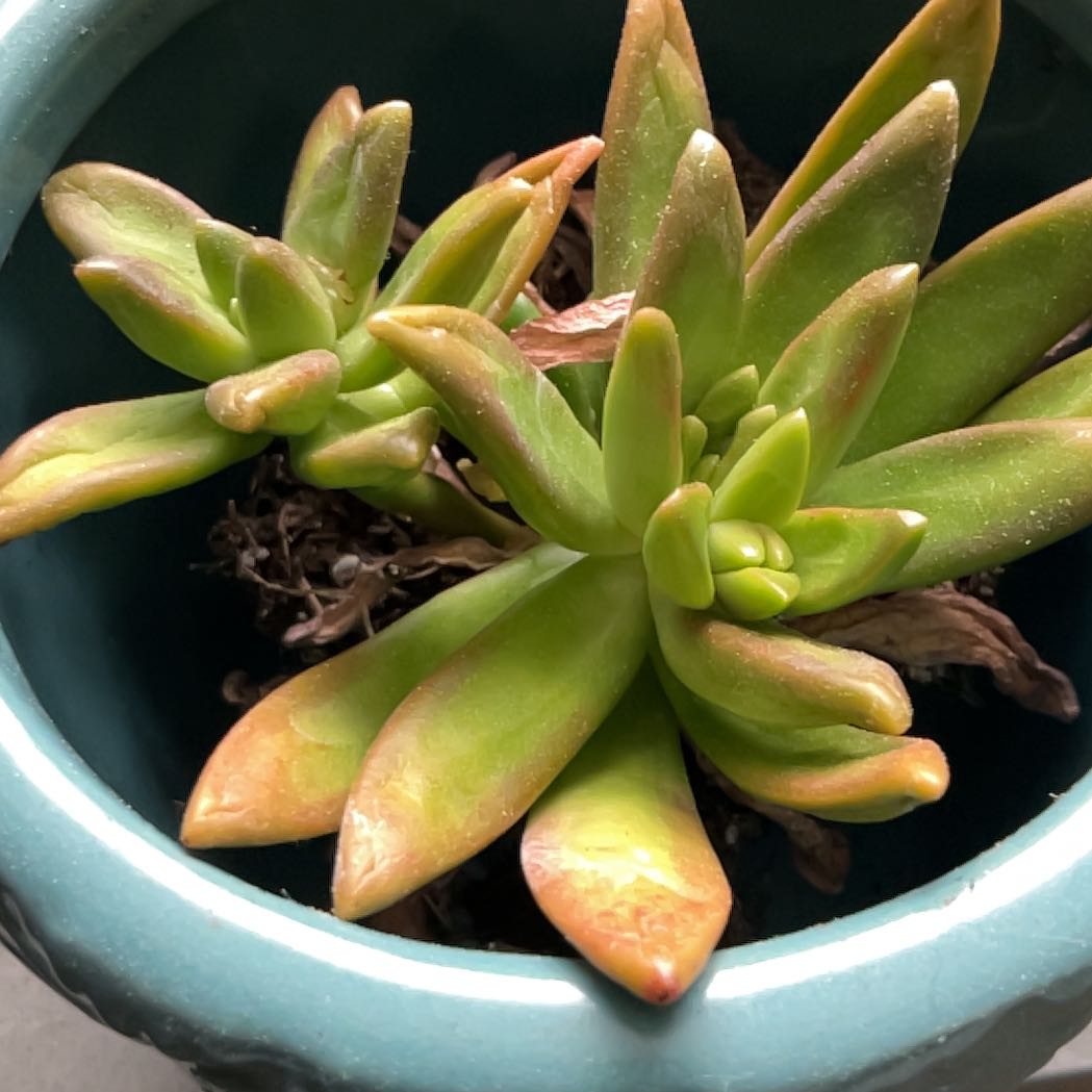 Photo of the plant species Sedum adolphi 'Ray of Light' by @MotherFuscia64 named Laura on Greg, the plant care app