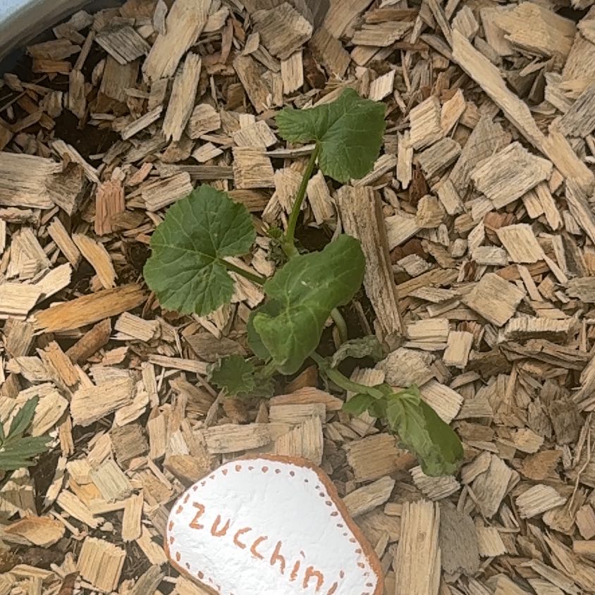 Photo of the plant species Black Beauty Zucchini by @SturdyFuchsia63 named Remington on Greg, the plant care app