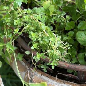 Photo of the plant species Lemon Thyme by @SmartSilkvine20 named Orwell on Greg, the plant care app
