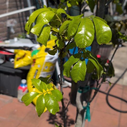 Photo of the plant species Gumbo-Limbo by @FreshPepino56 named Navajo on Greg, the plant care app