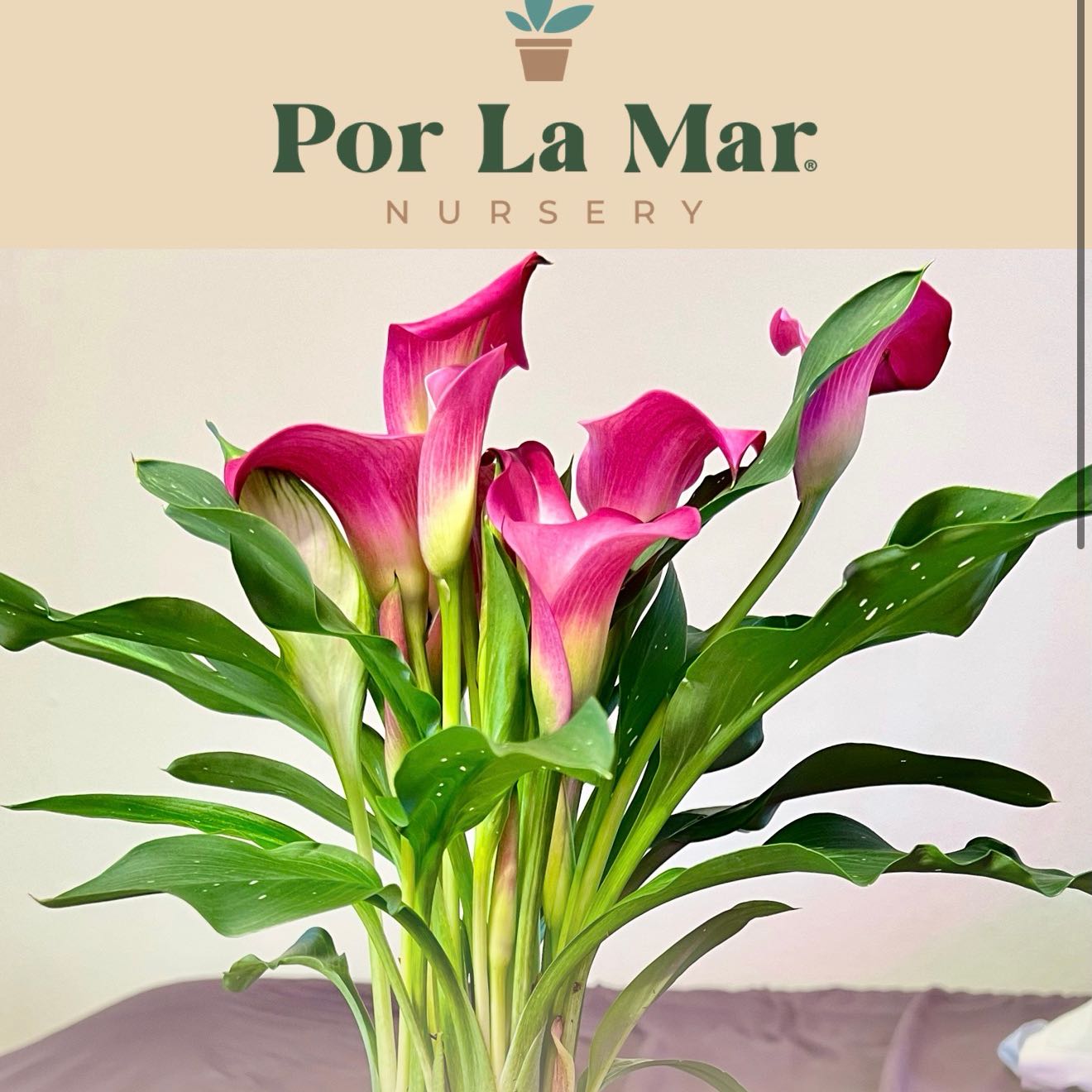 Photo of the plant species Pink Calla Lily by @GemBlueash21 named Emely on Greg, the plant care app