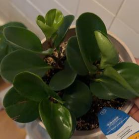 Photo of the plant species green peperomia by @SnappyDamsii47 named Dolores on Greg, the plant care app