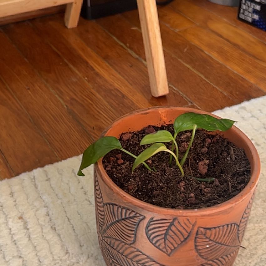 Photo of the plant species Skeleton Key Pothos by @HotColeus36 named Navajo on Greg, the plant care app