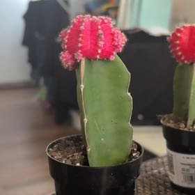 Photo of the plant species Grafted Cacti by @GenerousSalad46 named Lebron on Greg, the plant care app