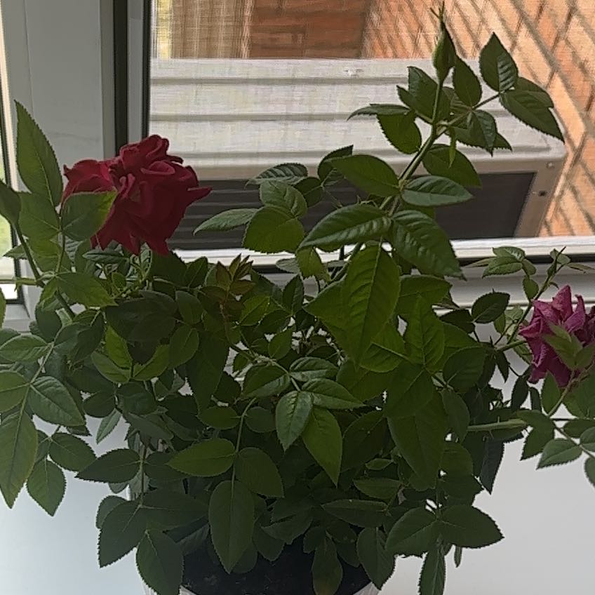 Photo of the plant species Miniature Kordana Rose by @YesBarley43 named Чучундра on Greg, the plant care app