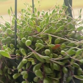Photo of the plant species Othonna Capensis Ruby Necklace by @TiptopDogrose73 named Pickles on Greg, the plant care app
