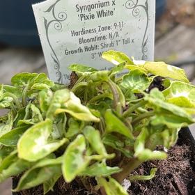 Photo of the plant species Leaf Lettuce by @FitPepper24 named Bigleef Smalls on Greg, the plant care app