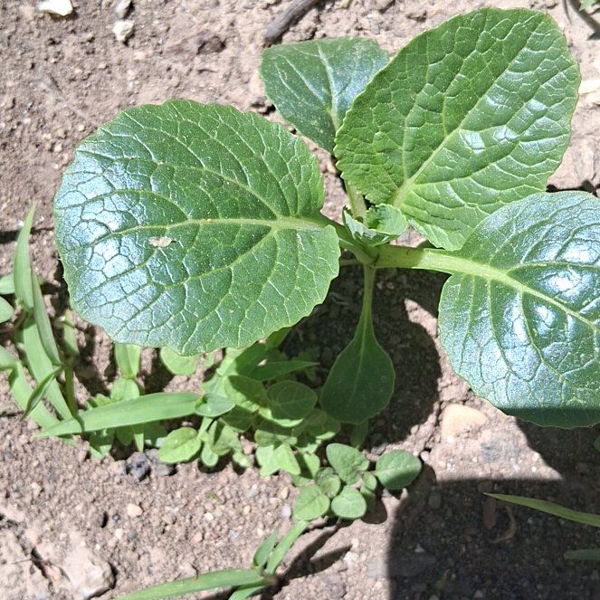 Photo of the plant species Potato by @HealthyPepper46 named Maya on Greg, the plant care app