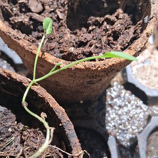 Photo of the plant species Peas by @HealthyPepper46 named Aristotle on Greg, the plant care app