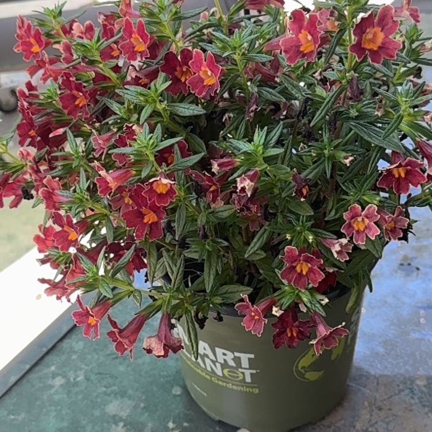 Photo of the plant species Lompoc Mesa Bush Monkeyflower by @UnusualDecodon named Osmo on Greg, the plant care app