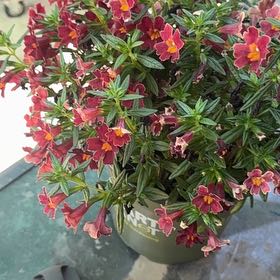 Photo of the plant species Lompoc Mesa Bush Monkeyflower by @UnusualDecodon named Lavender on Greg, the plant care app