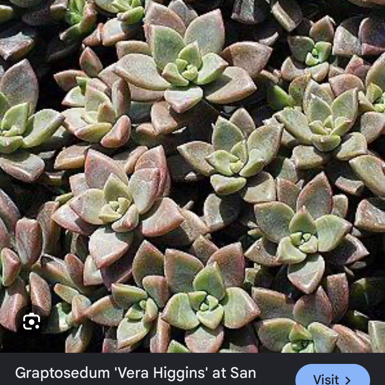 Photo of the plant species Graptosedum 'Vera Higgins' by @CoolCowpoison16 named Captain Plant-it on Greg, the plant care app