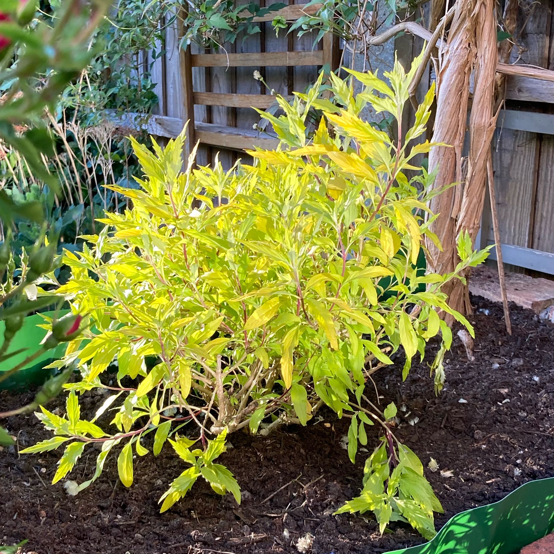 Photo of the plant species Peach Tree by @FunSquash56 named Bella on Greg, the plant care app