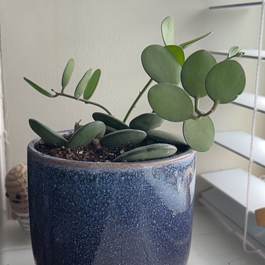 Photo of the plant species String of Nickels by @GladTomato6 named Dots on Greg, the plant care app
