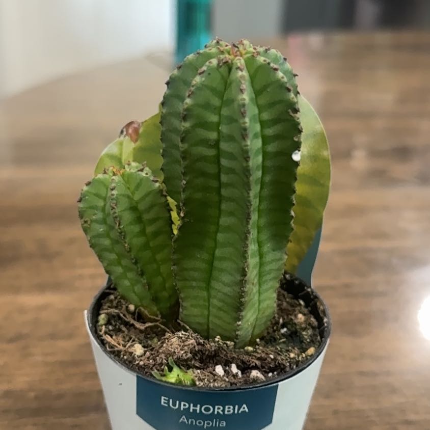 Photo of the plant species Euphorbia anoplia by @FoxyCowpoison77 named Luna on Greg, the plant care app