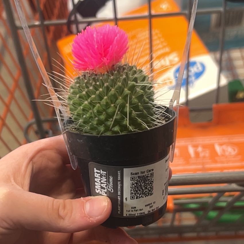 Photo of the plant species Cactus by @SwiftAlula40 named Pinky Pie on Greg, the plant care app