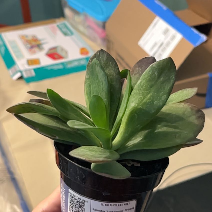 Photo of the plant species Kalanchoe 'Little Dragon' by @ProRedbeech96 named Elle on Greg, the plant care app