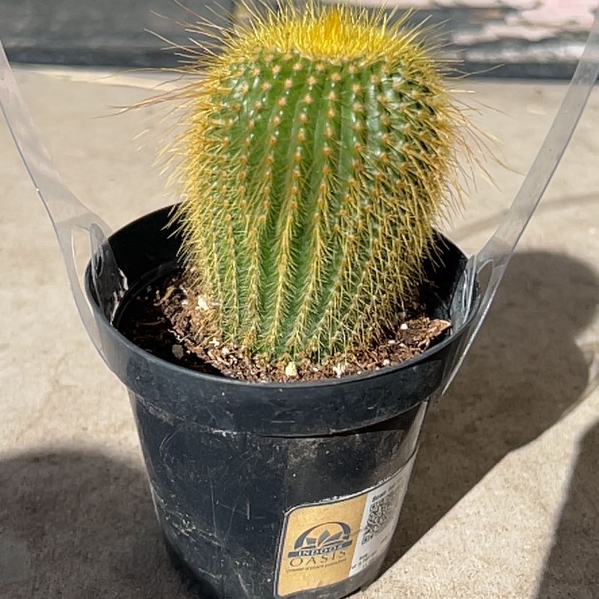 Photo of the plant species Notocactus leninghausii by @SoulmatePeony83 named El Sol on Greg, the plant care app