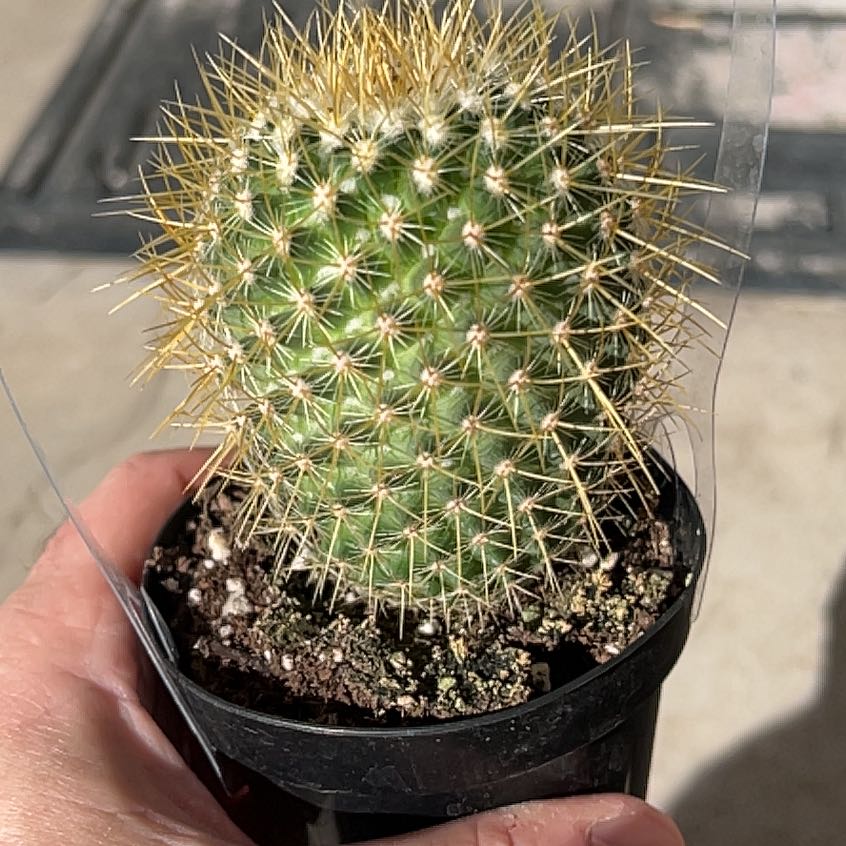Photo of the plant species Mammillaria pringlei by @SoulmatePeony83 named Muhammad Ali on Greg, the plant care app