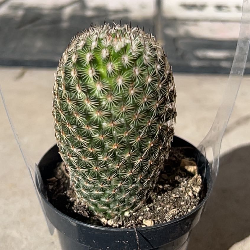 Photo of the plant species Thumb Cactus by @SoulmatePeony83 named Richard on Greg, the plant care app