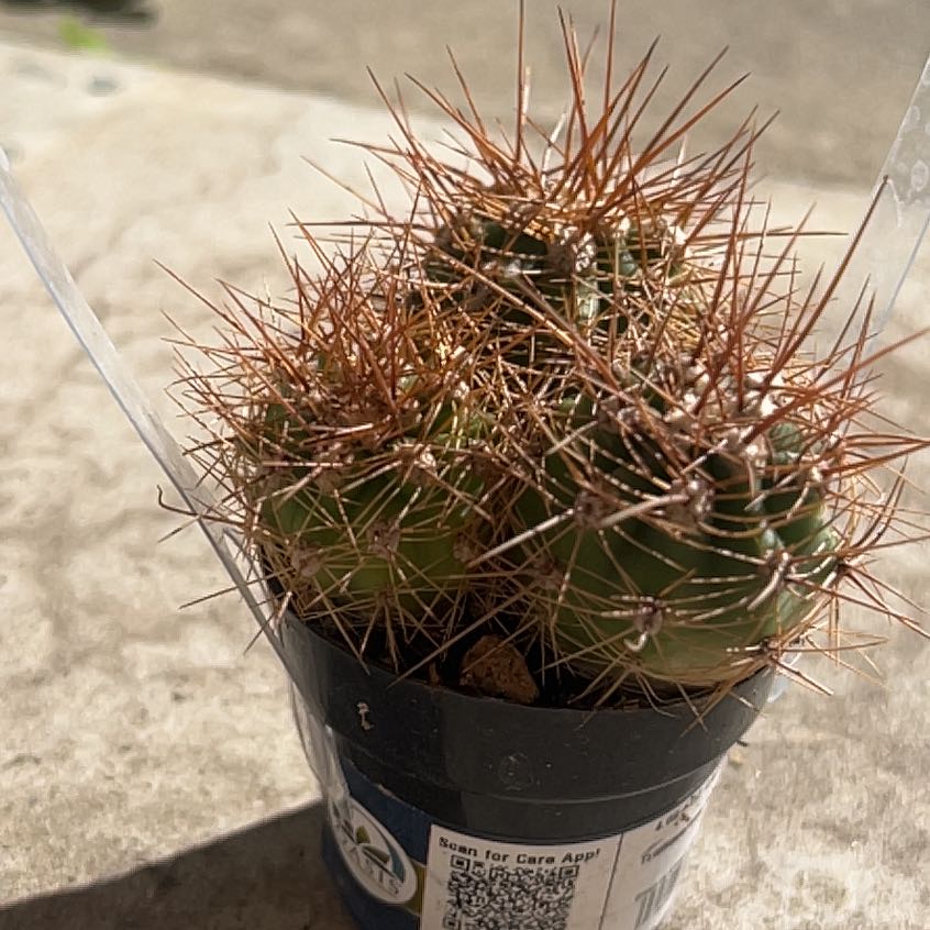 Photo of the plant species Trichocereus tarijensis 'Poco' by @SoulmatePeony83 named Murder Mittens on Greg, the plant care app