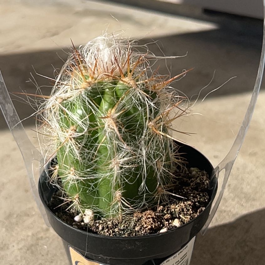 Photo of the plant species Old Man of the Andes by @SoulmatePeony83 named Einstein on Greg, the plant care app