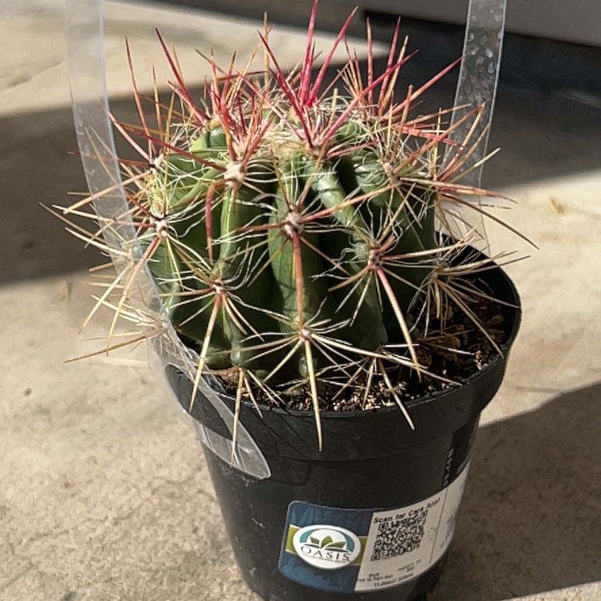 Photo of the plant species Fire Barrel Cactus by @SoulmatePeony83 named El Fuego on Greg, the plant care app