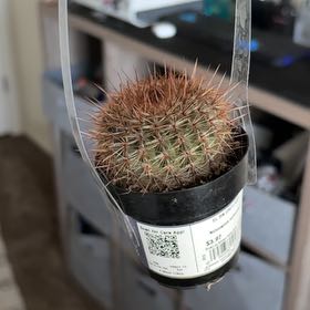Photo of the plant species Cinnamon Cactus by @Lwk._.762cactus named 556.Noto on Greg, the plant care app