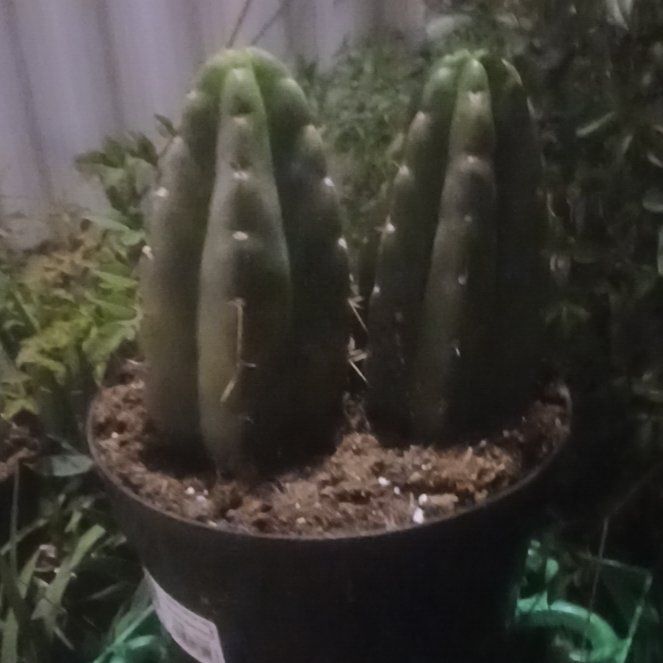 Photo of the plant species San Pedro Cactus by @DotingAjwain39 named Sage on Greg, the plant care app