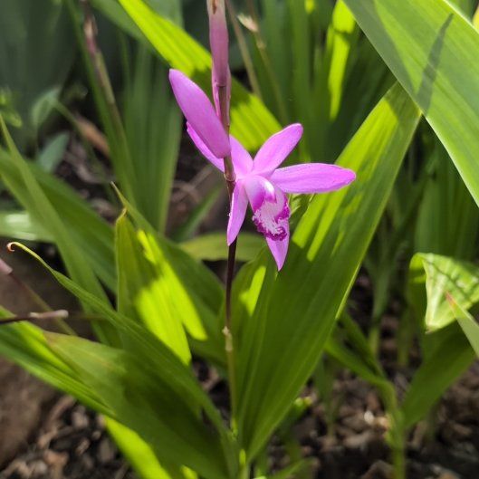 Photo of the plant species Purple Ground Orchid by @UberCherimoya3 named Denali on Greg, the plant care app