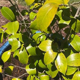 Photo of the plant species Tsubaki by @LuckyKamahi29 named Clooney on Greg, the plant care app
