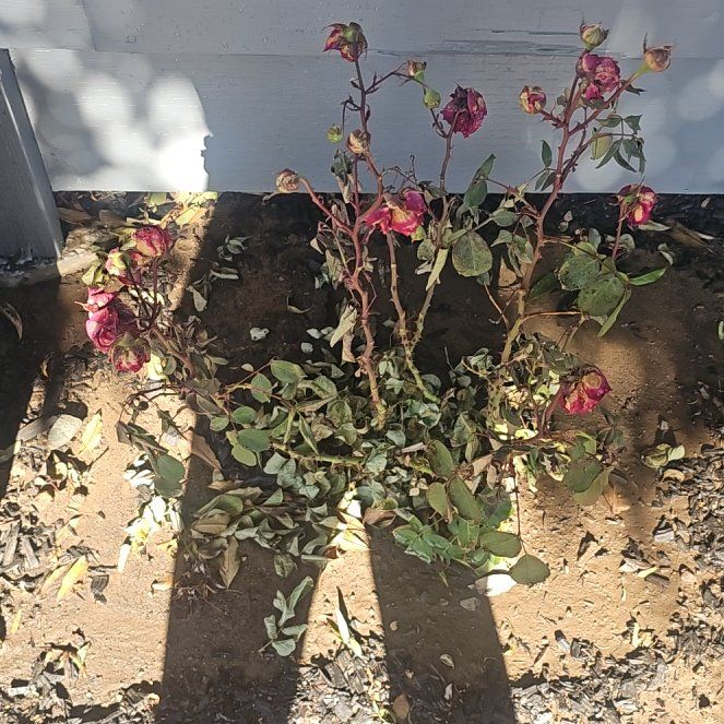 Photo of the plant species True Passion Rose by @420Bloom named Love Bomb on Greg, the plant care app