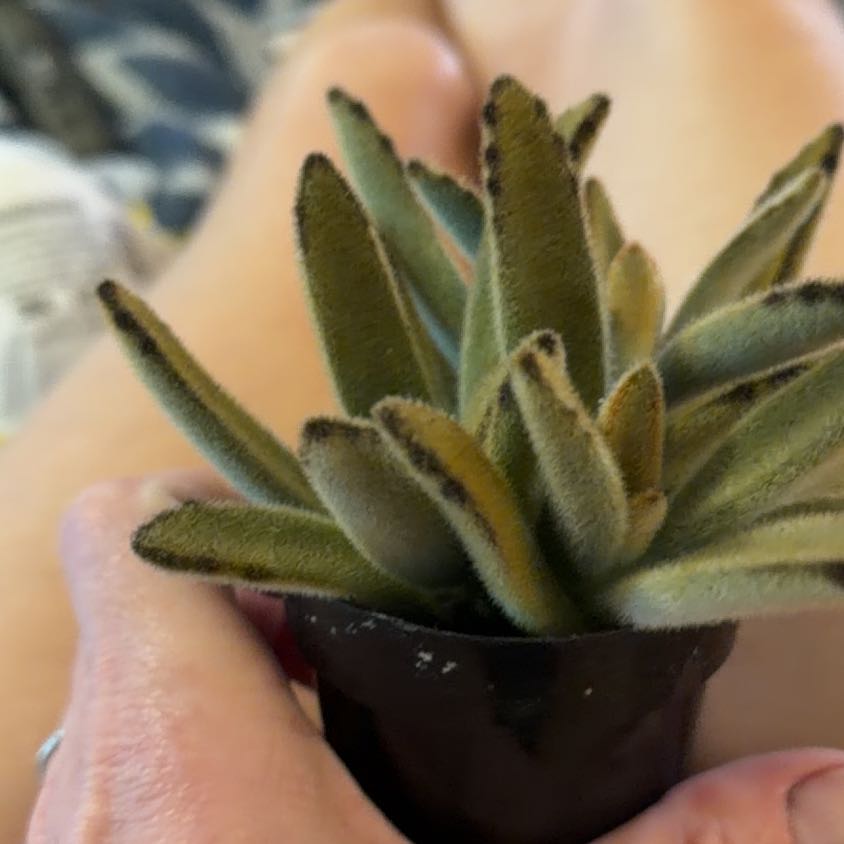 Photo of the plant species Golden Girl Panda Plant by @FreeViszsla26 named Girlfrond on Greg, the plant care app