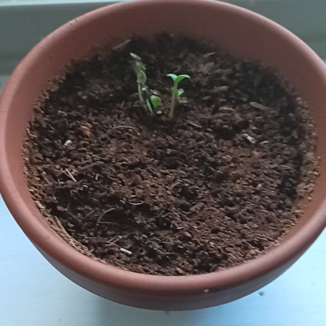 Photo of the plant species Daisy by @DevotedBegonia7 named Duke on Greg, the plant care app
